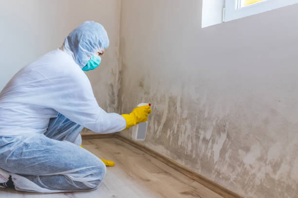 Licensed Black Mold Removal service in Cedar, MI - WQB Mold Removal