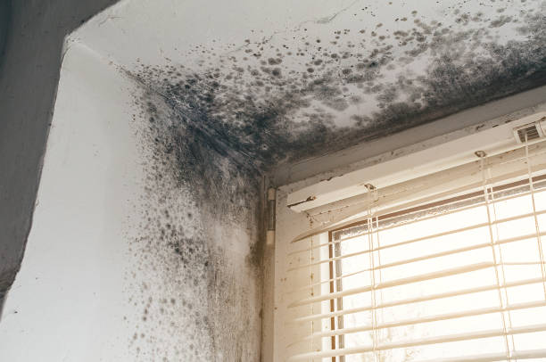 Affordable Black Mold Removal solutions in Cedar, MI